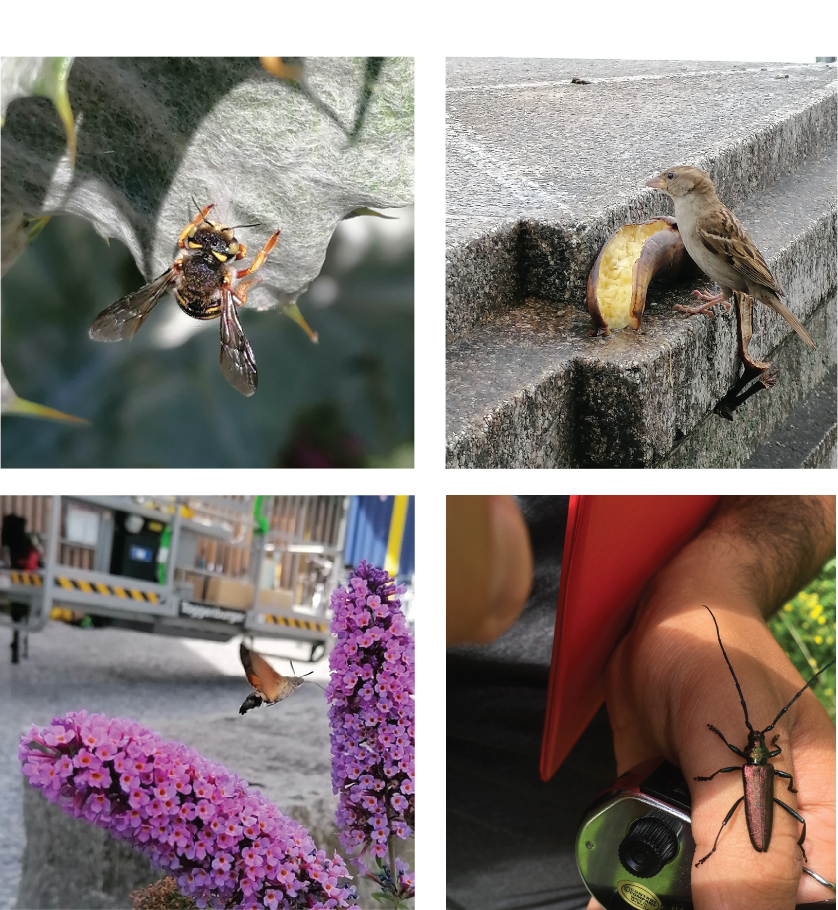 Nutritional ecology